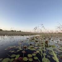 Image of wetlands with lily pads and reeds