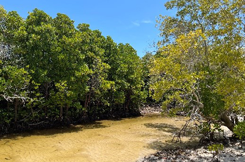 Image of mangroves in Mozambique