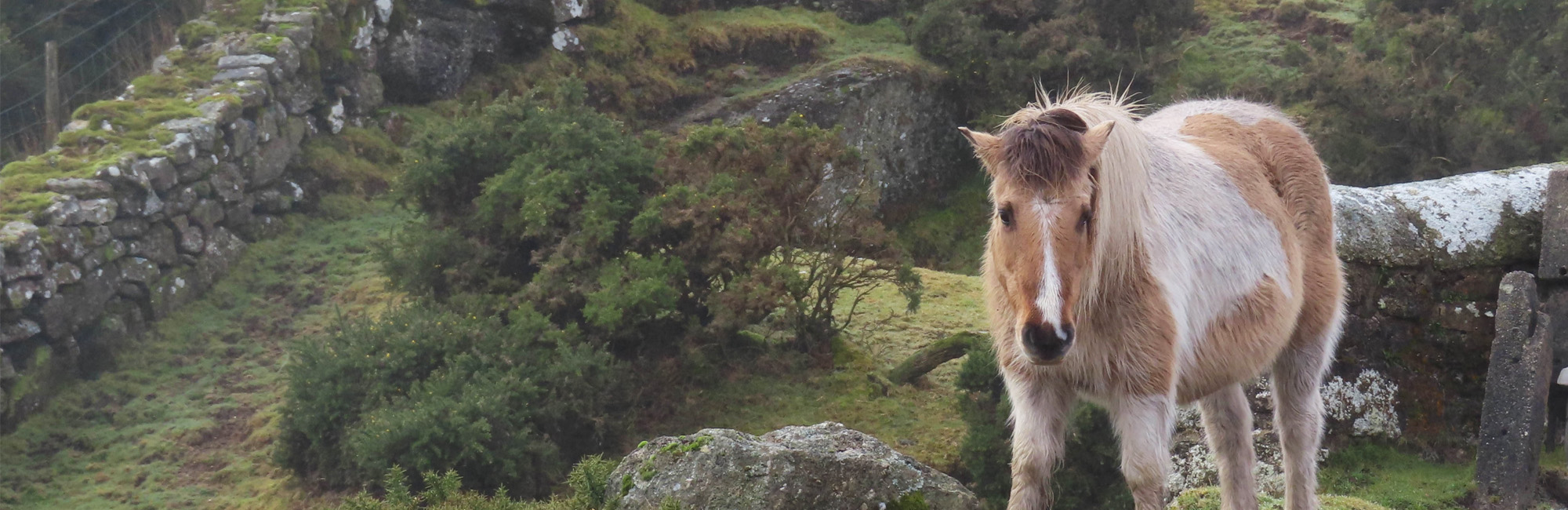 Dartmoor Pony © Catherine Gardner