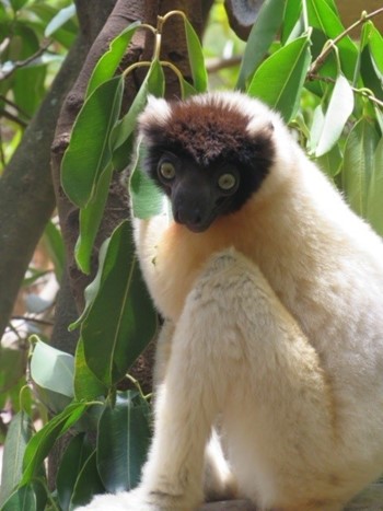 Image of lemur in tree in Madagascar