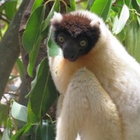 Lemur ©Holly Baigent