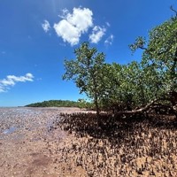 Image of mangroves in Madagascar