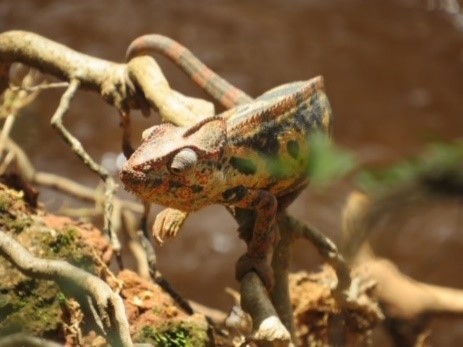 Image of chameleon in Madagascar