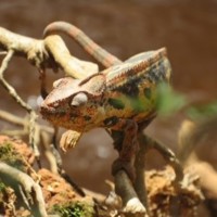Chameleon ©Holly Baigent