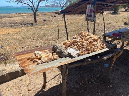 Image of shells on beach in Madagascar
