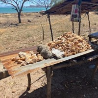Image of shells on beach in Madagascar