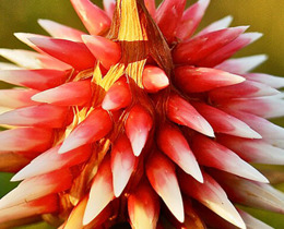 Delegation Diary: JNCC news from COP16