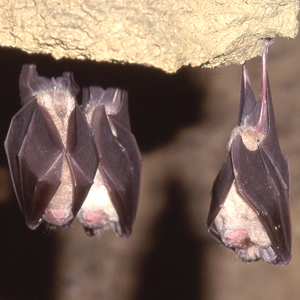 Greater horseshoe bats (Gareth Jones)