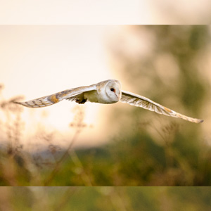Flying Barn owl photo by Nick Burton