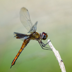 Dragonfly photo by Nick Burton