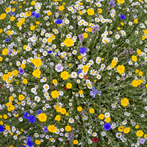 Wildflowers photo by Nick Burton