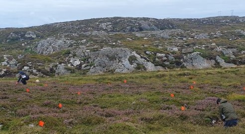 Experimental plot markers on a heathland in Norway