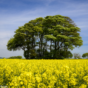 Tree in arable filed photo by Nick Burton
