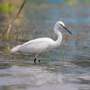 Little Egret © Pixabay.jpg
