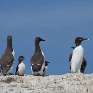 Guillemot © Graeme Duncan