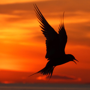 Artic Tern © Graeme Duncan