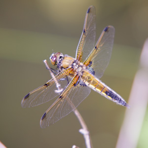4 Spotted Chaser © James Williams