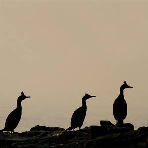 Shag © Graeme Duncan