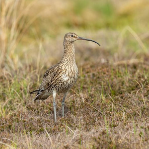 Curlew © istock