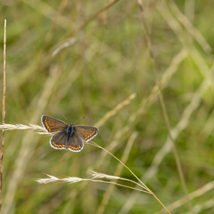 Brown Argus Butterfly © Alphotographic