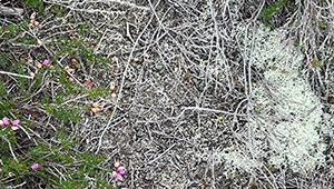Photograph showing a close-up of some lichen from Thursley Common