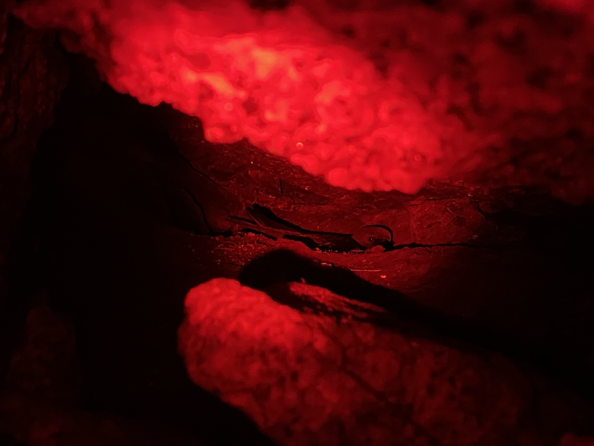 European storm-petrel in a boulder cavity shown under red light