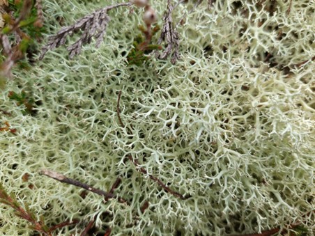 Lichen on Thursley Common, Surrey 