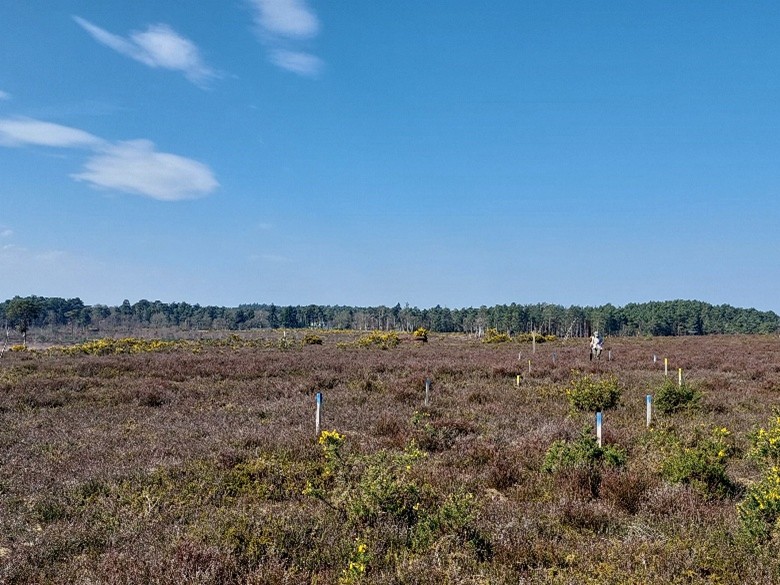 Experimental plot markers on Thursley Common