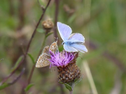 Common blue butterflies on a thistle