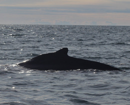 Bridging the evidence gap for marine mammals: the growing impact of the JNCC and ORCA partnership