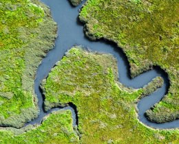 New Science Impact Strategy launched to drive urgent action for nature