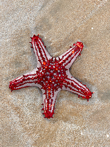 A red-knobbed starfish (Protoreaster linckii) on the sand in Sri Lanka (photo courtesy of Holly Baigent)
