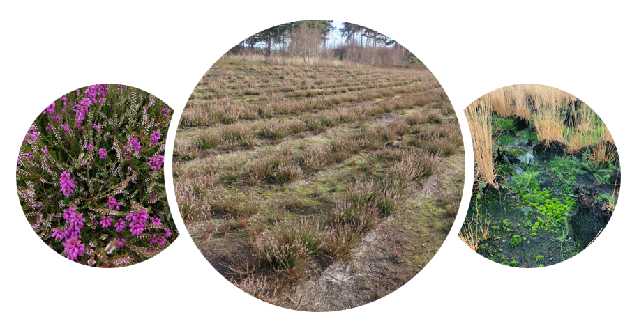Circle picture banner with images of heather at Thursley Common, Surrey