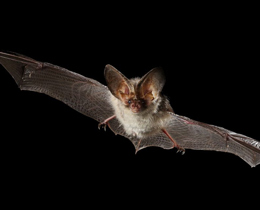 National bat monitoring results published