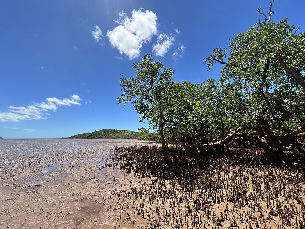 Mangroves in Nosy Hara ©Holly Baigent