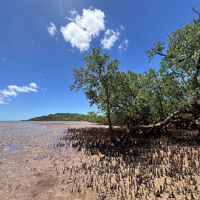 Mangroves in Nosy Hara ©Holly Baigent