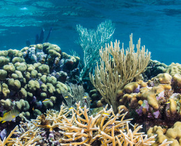 Photograph of coral reef under water