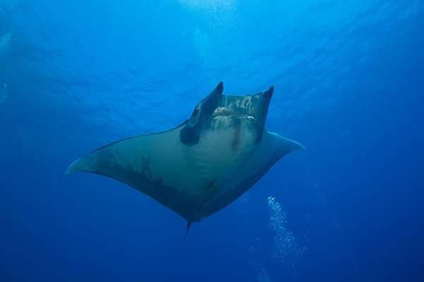 Underwater photograph of the Chilean Devil Day in a vivid blue sea.
