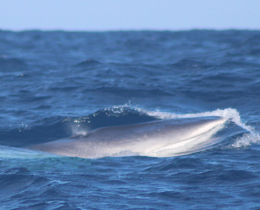Closing the gaps: how JNCC and ORCA are exploring scaling up of cetacean monitoring in UK waters