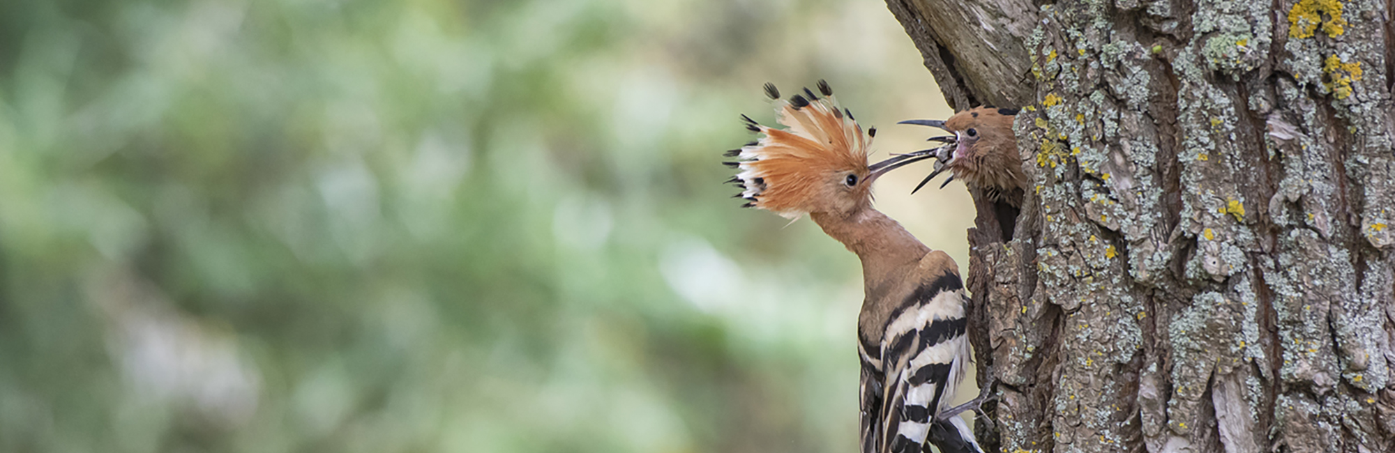 New RBBP report reveals the return of two rare breeding bird species