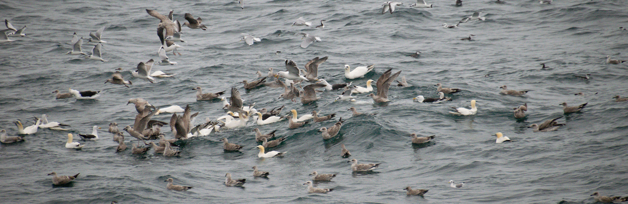 New report charts path to protect seabirds and speed up offshore wind