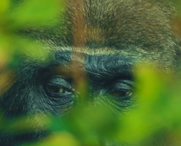 Celebrating Sir David Attenborough's 100th birthday