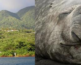 Biodiversity in the UK Overseas Territories and why it matters