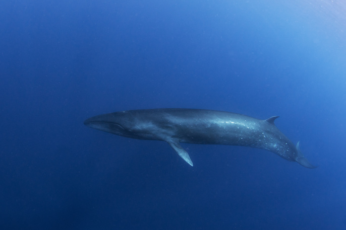 A lone whale floats in a deep blue sea