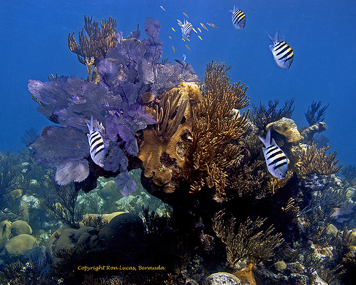 A reef scene in Bermuda ©Ron Lucas