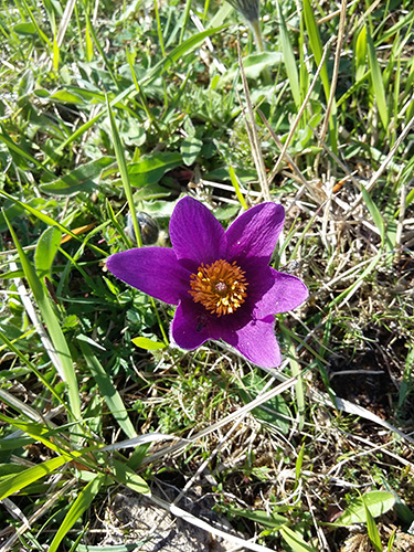 A close-up photograph of the Pasque flower, found at Barnack Hills and Holes. The flower is a vibrant purple colour, with yellow at its centre.