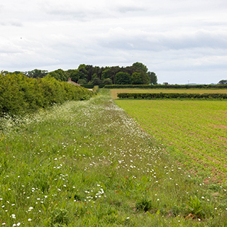 Wild Flower Field Margin Courtesy Richard Hadfield Istock Read More