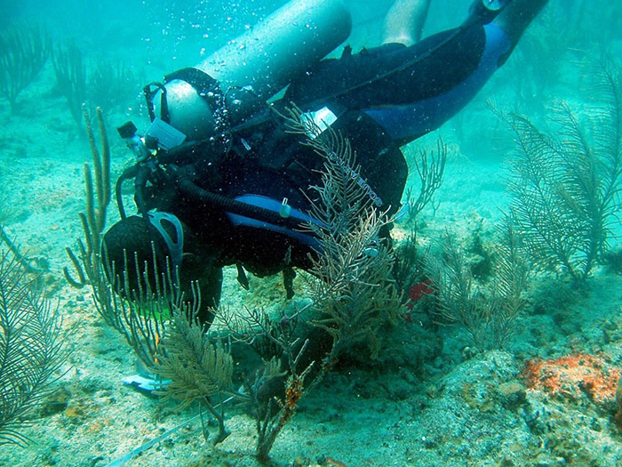 Diver surveying reef ©JNCC