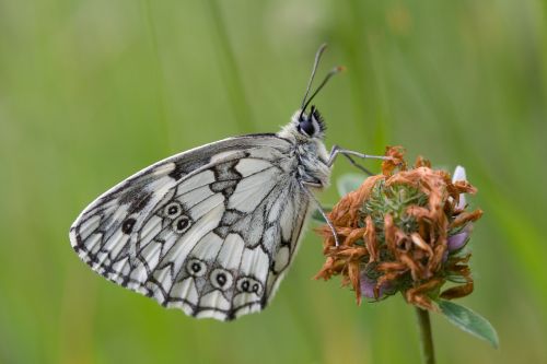 Marbled white butterfly on a flower bud