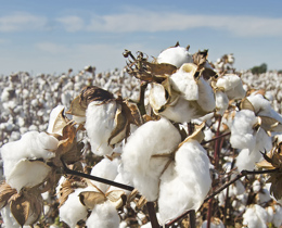 Cotton copyright Pixabay 